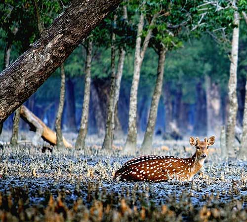 Sundarban Tour 3 Days 2 Night